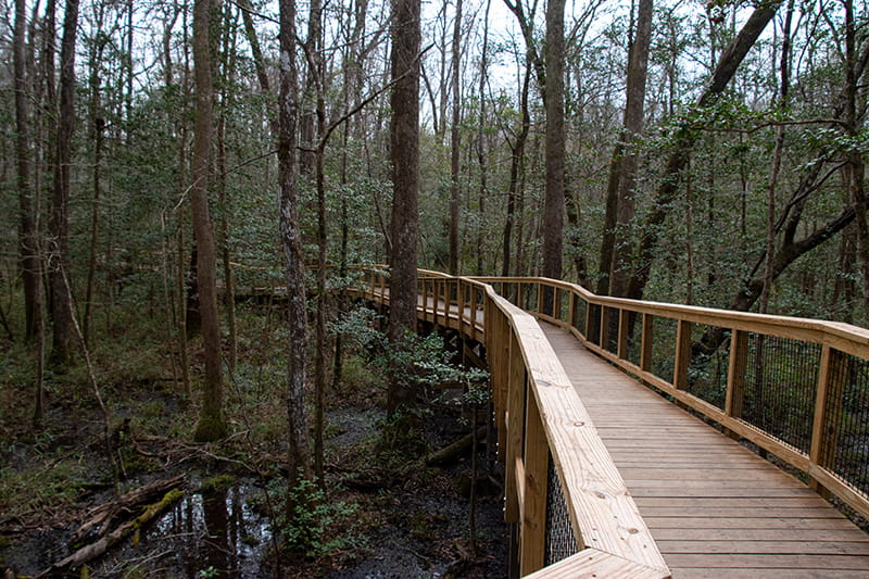 Wooden walking trail in the Congaree National Forest