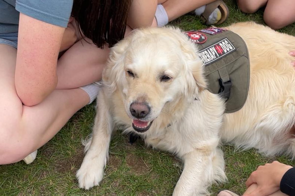 Mission Working Dogs promo photo