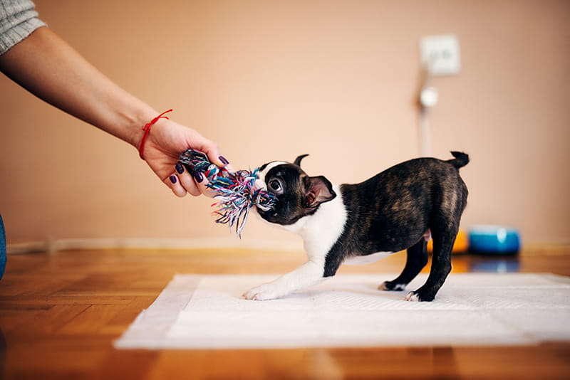 Boston terrier pulling toy while girls hand holding another side